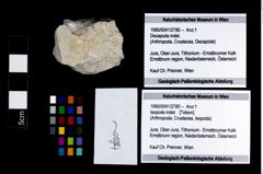 Foto (Objekt + Etikett) von Isopoda indet.  (NHMW-GEO-1990-0041-2780)